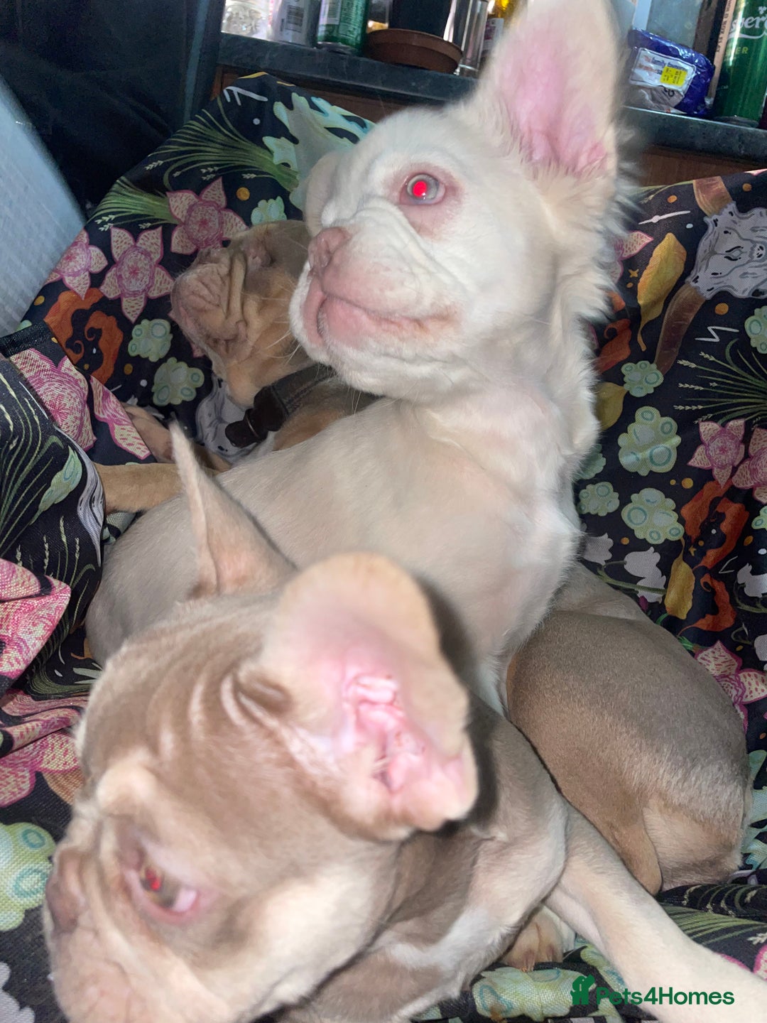 French Bulldog dogs for sale: 🐾 7 of the most Loving French Bulldogs 🐾🐶🩷 - Image 15