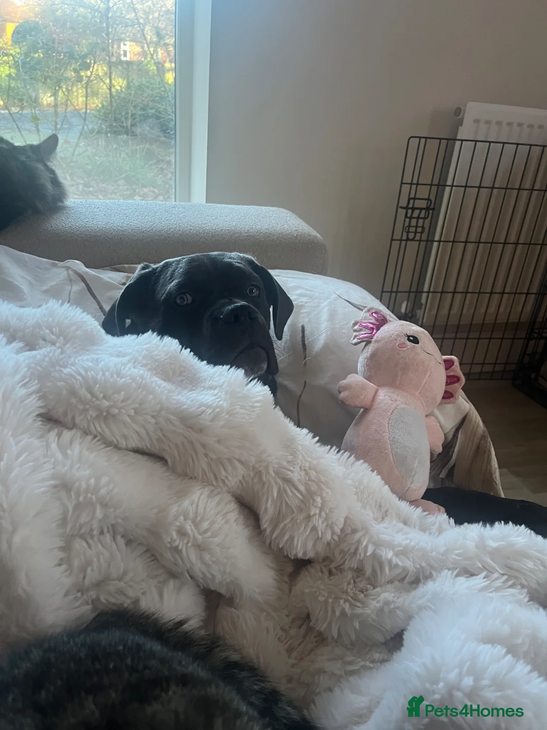 Cane Corso dogs for sale: Beautiful blue cane corso in Southampton - Advert 2