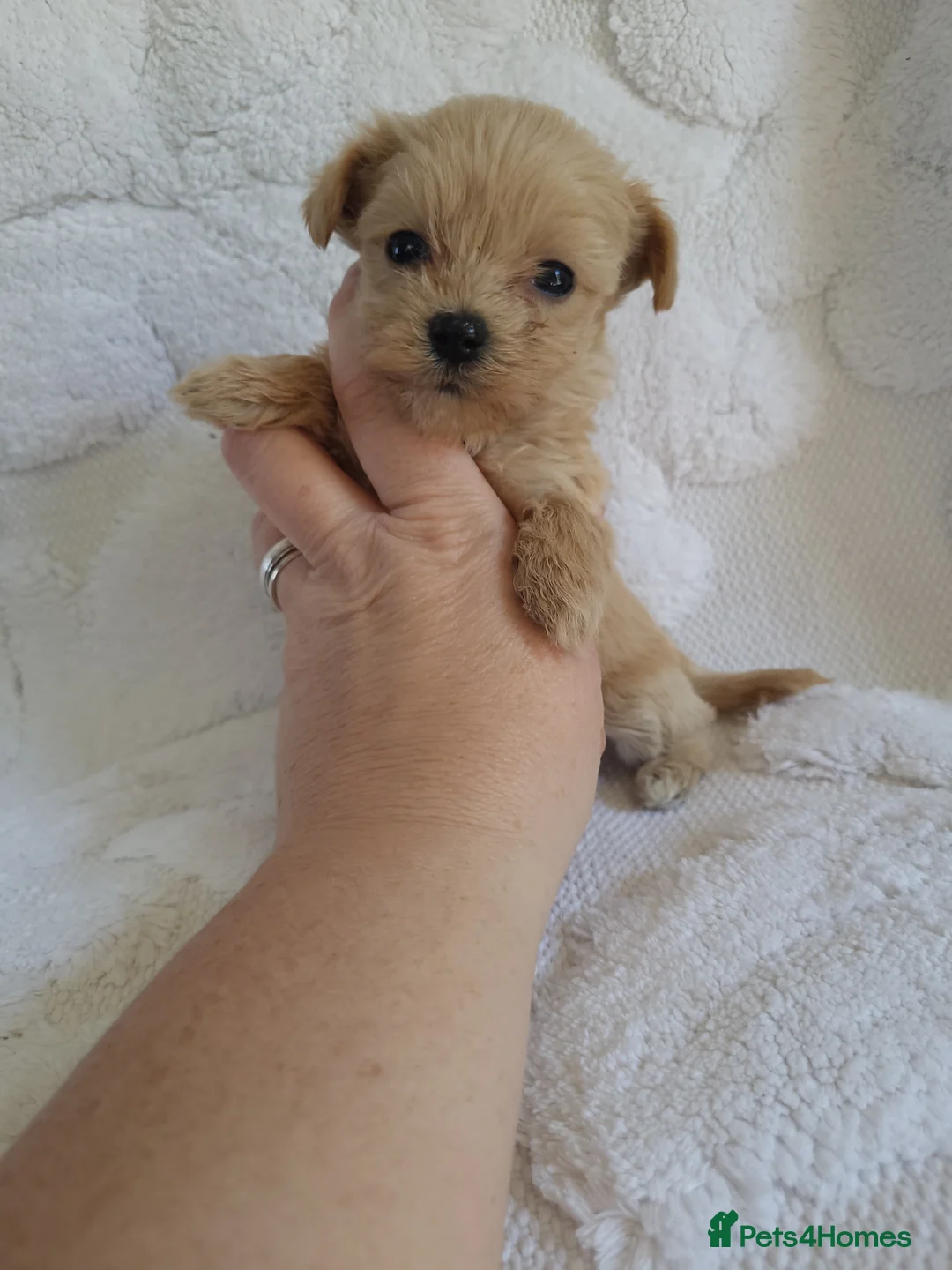 Morkie dogs for sale: Morkie puppies 5 🌟 licence breeder  - Advert 1