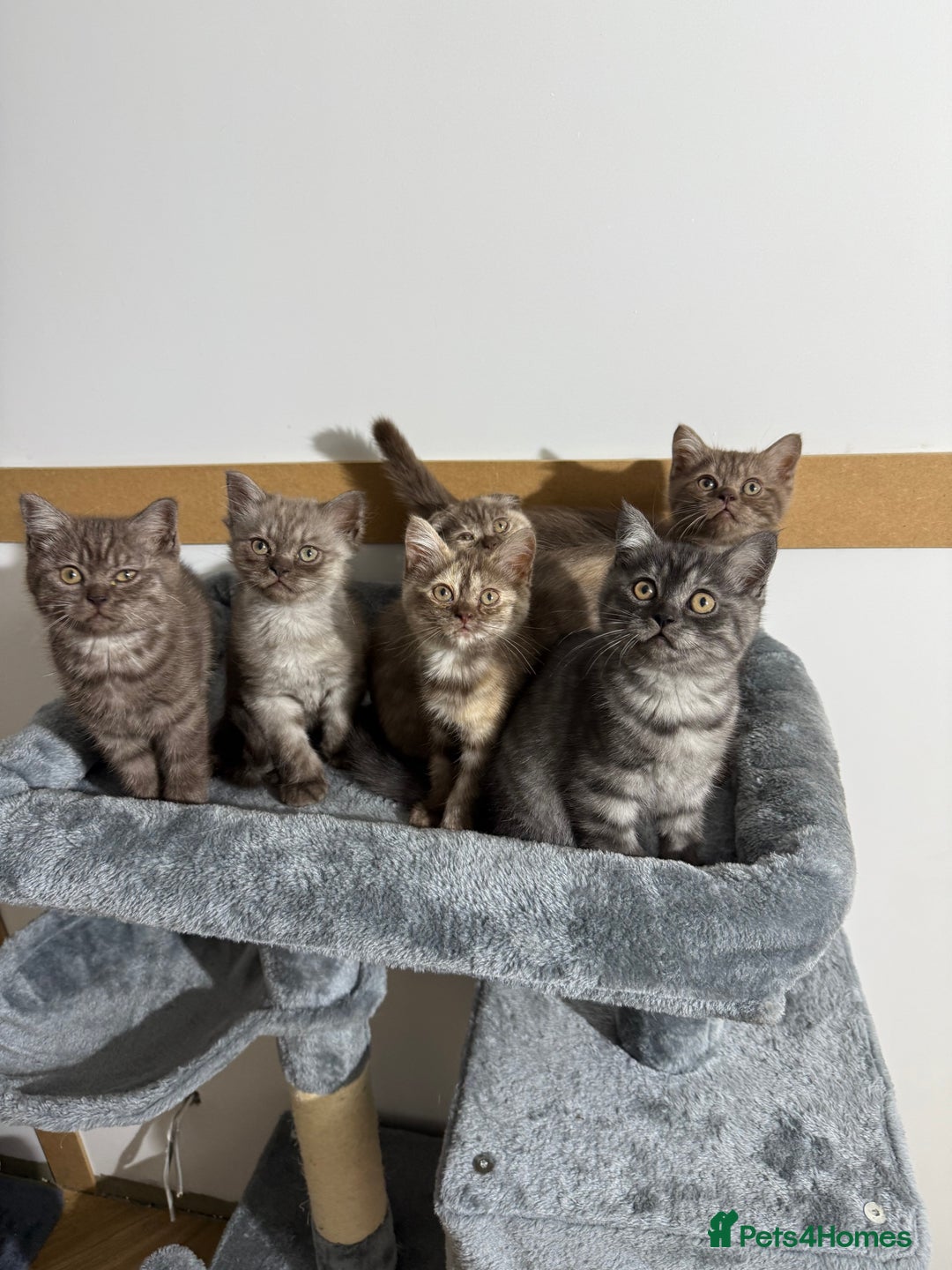 British Shorthair cats for sale: BSH x SF show quality kittens (REDUCED) - Image 23