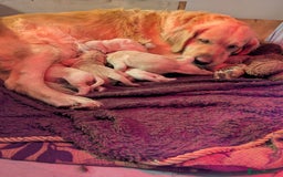 Golden Retriever dogs for sale: KC Golden Retriever Puppies for sale (4 boys left) - Image 13