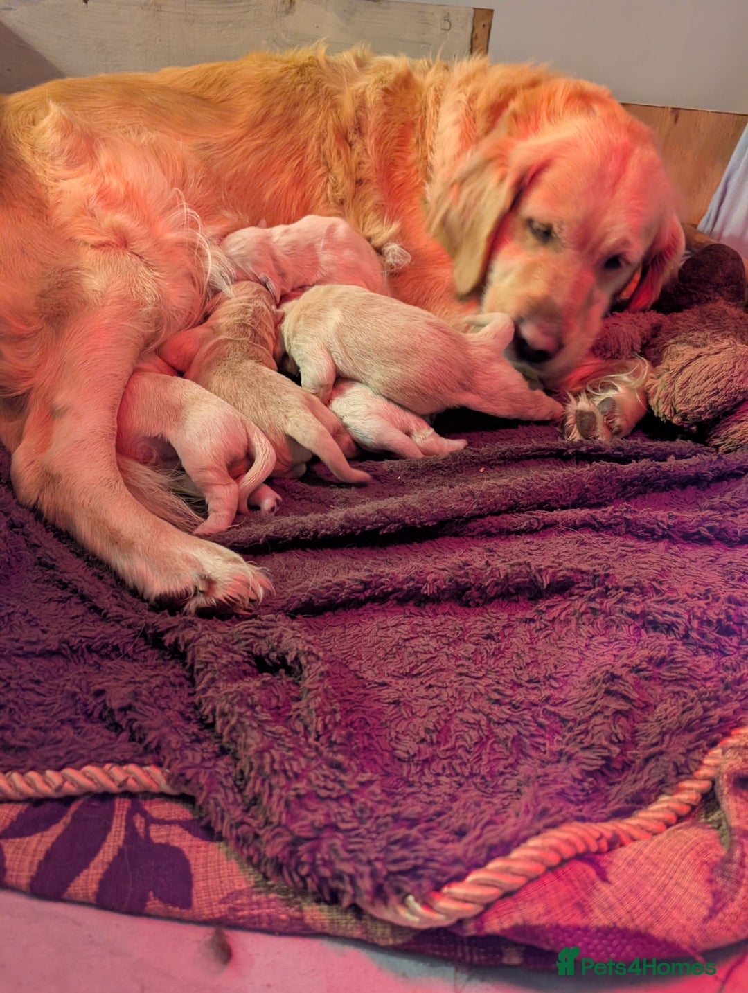 Golden Retriever dogs for sale: KC Golden Retriever Puppies for sale (4 boys left) - Image 13