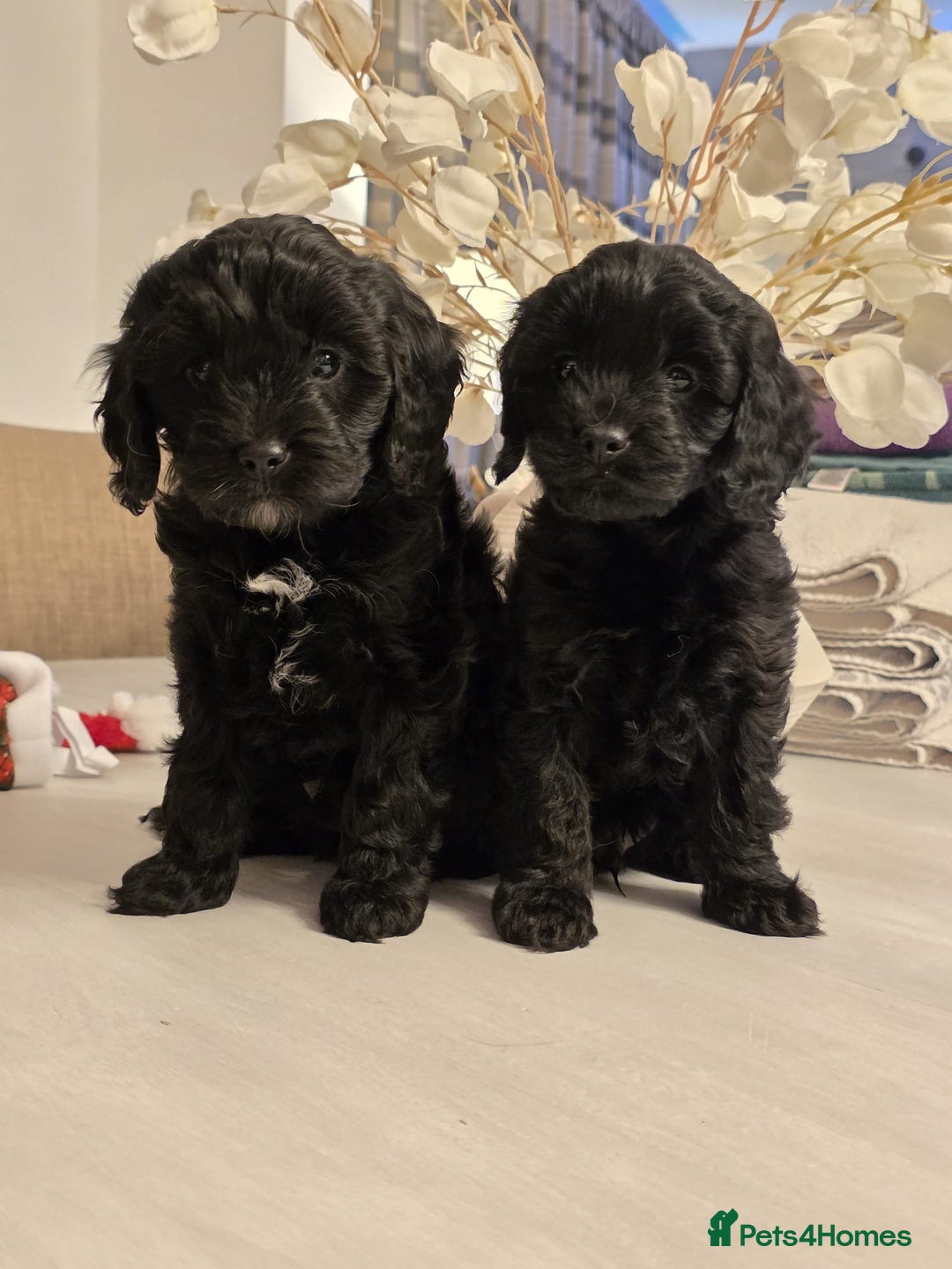 Cavapoo dogs for sale: F1 Cavapoo - Advert 11