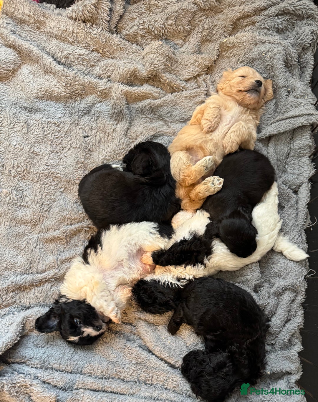 Poochon dogs for sale: poochon Pupoies  - Advert 6