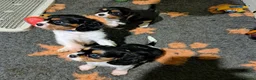 Cavalier King Charles Spaniel dogs for sale: Beautiful Tri-Colour Cavalier King Charles Puppies - Advert 10