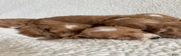 Cockapoo dogs for sale: F1bcockapoo puppies - DNA Health test clear  in Staines - Advert 35