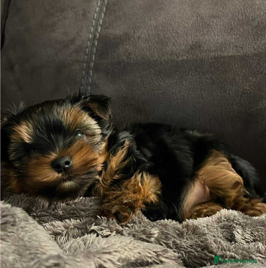 Yorkshire Terrier dogs Yorkshire terrier - Advert 1