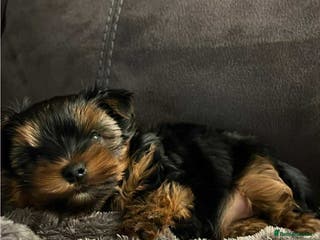 Yorkshire Terrier dogs Yorkshire terrier - Advert 1