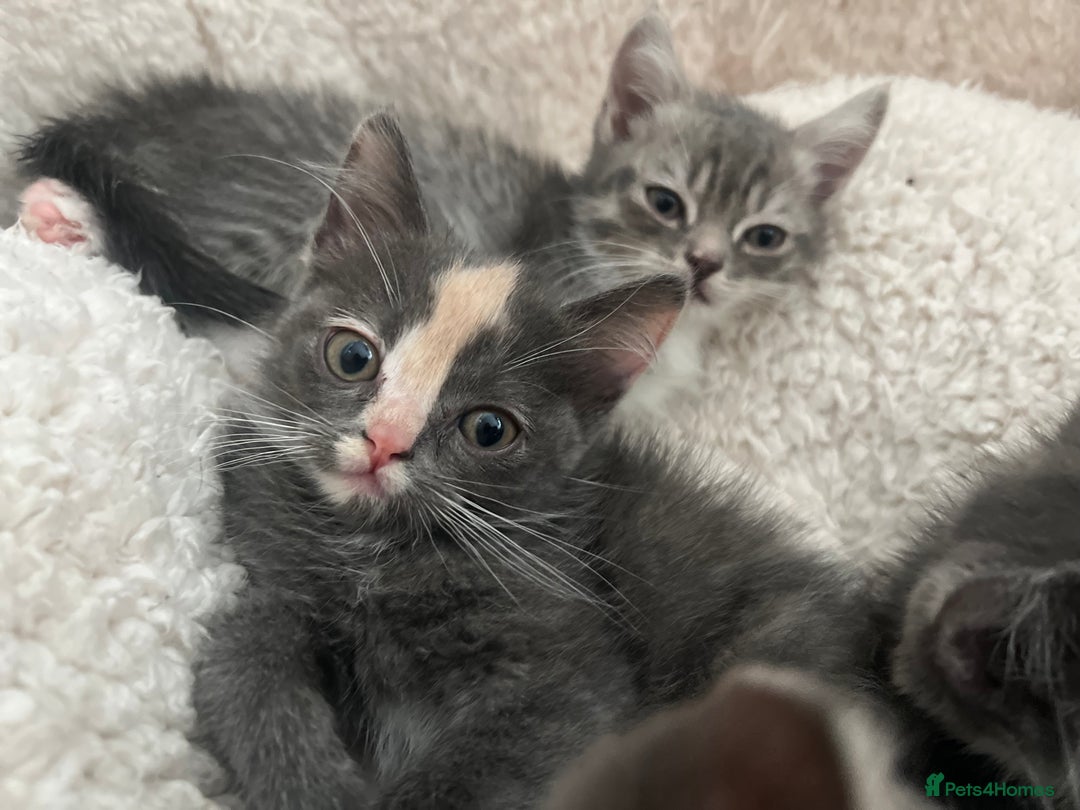 Persian cats for sale: Persian cross  - Image 1