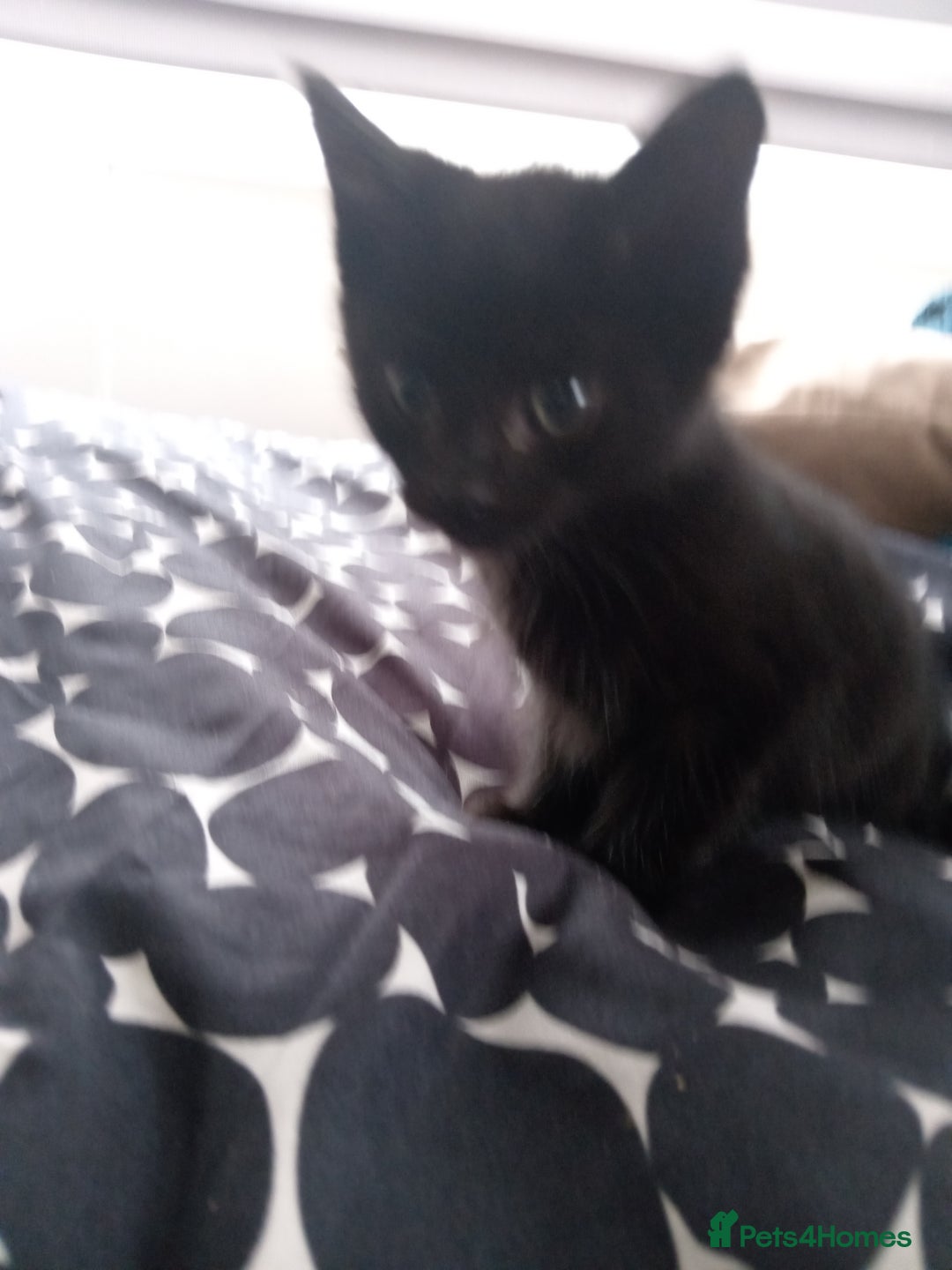 Mixed Breed cats for sale: little kittens  - Image 4