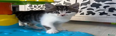 Tabitha