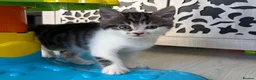 Mixed Breed cats for sale: X Maine Coon kittens  - Advert 3