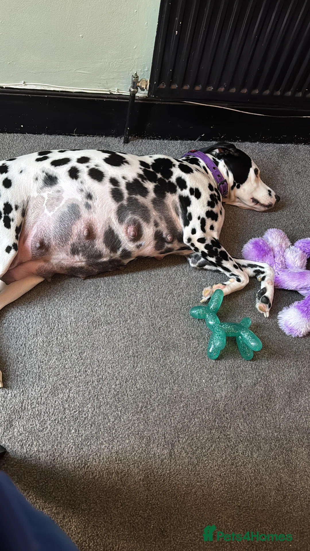 Dalmatian dogs for sale: 1 Boy Left!!! (KC Registered dalmatian pups)!!) - Advert 1