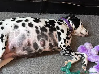 Dalmatian dogs KC Registered Dalmatian pups! (1 boy left!!!) - Advert 12