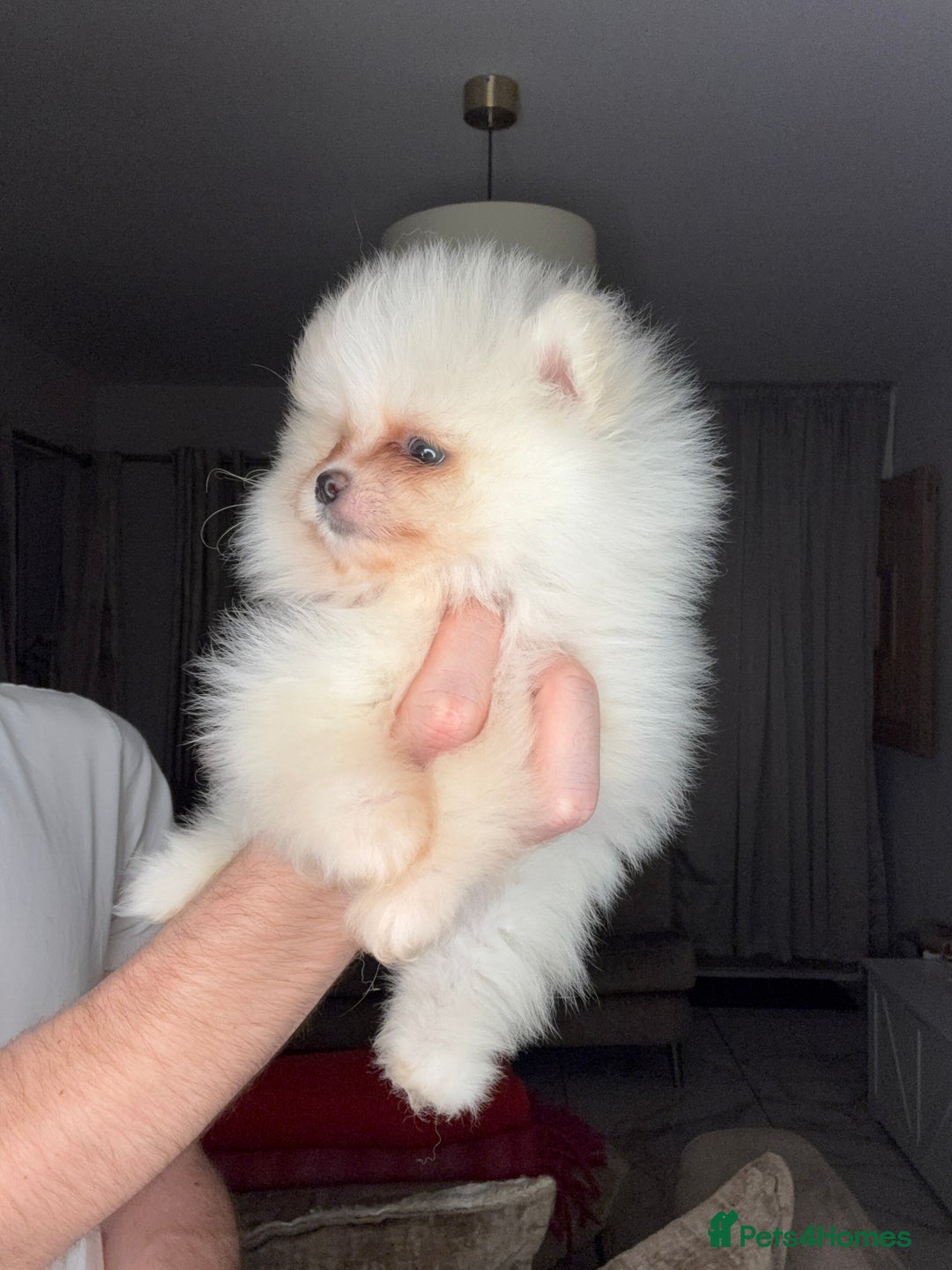 Pomeranian dogs for sale: Minature Pomeranians - Advert 4