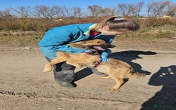 Mixed Breed dogs for adoption: Santiago Milton Keynes  - Advert 4