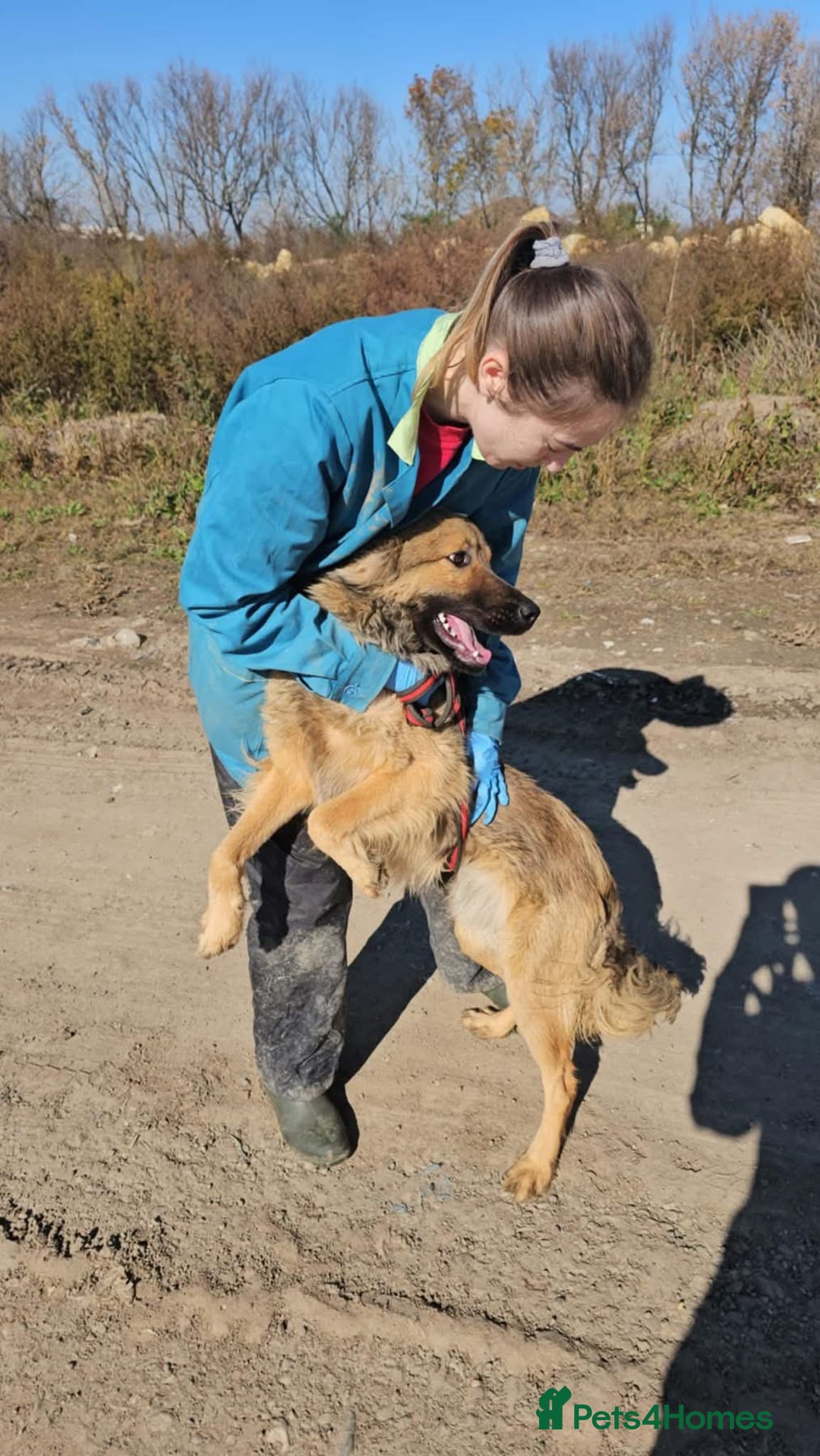 Mixed Breed dogs for adoption: Santiago Milton Keynes  - Advert 4