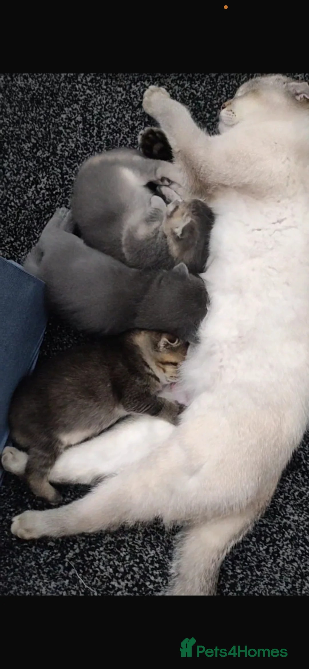 British Shorthair cats for sale: Beautiful Scottish Fold Kittens in Slough - Advert 2