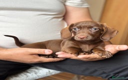 Dachshund dogs for sale: Miniature dachshund puppies  - Image 3
