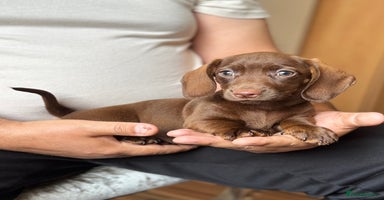 Dachshund dogs - Advert 8