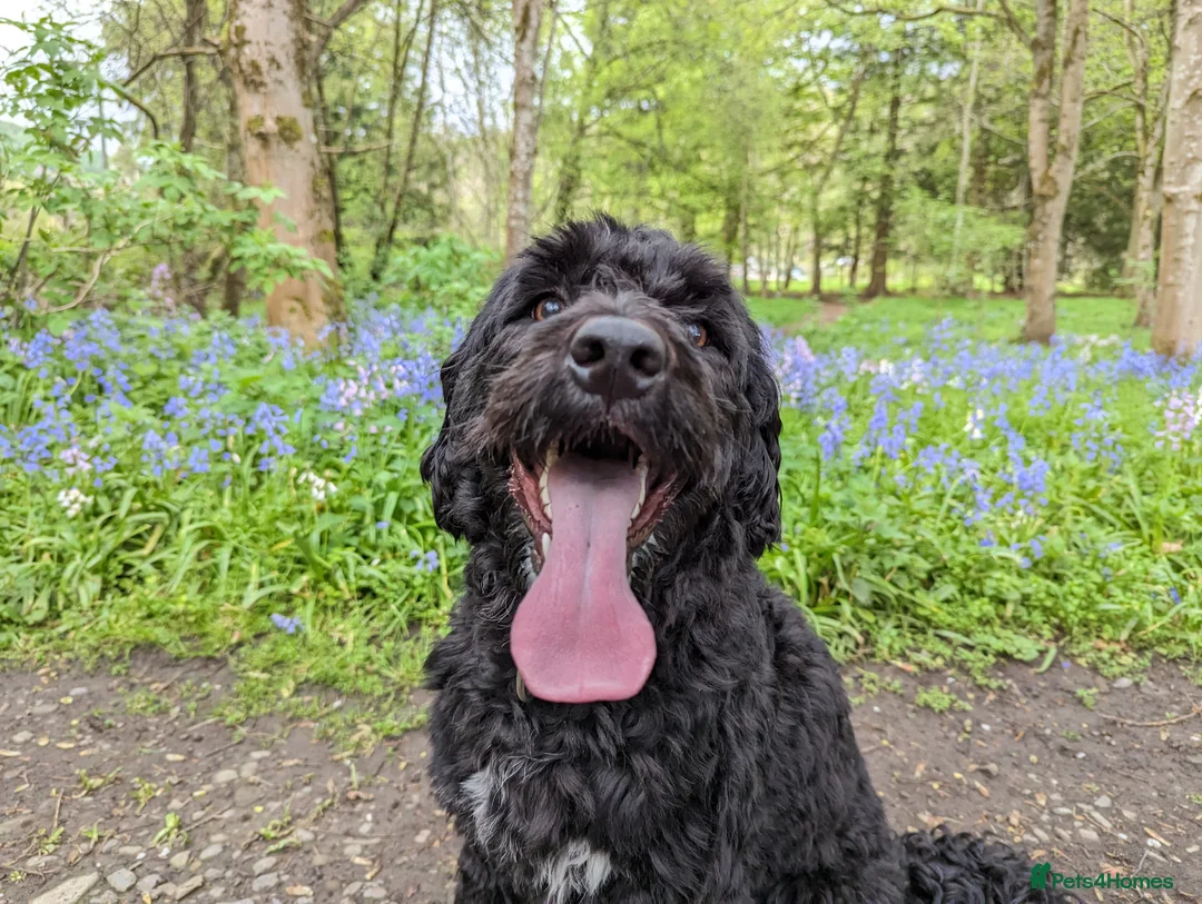 Portuguese Water Dog dogs for sale: Portuguese Water Dogs available  - Advert 2