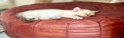 Oriental cats for sale: Stunning Oriental Ragdolls  - Advert 17