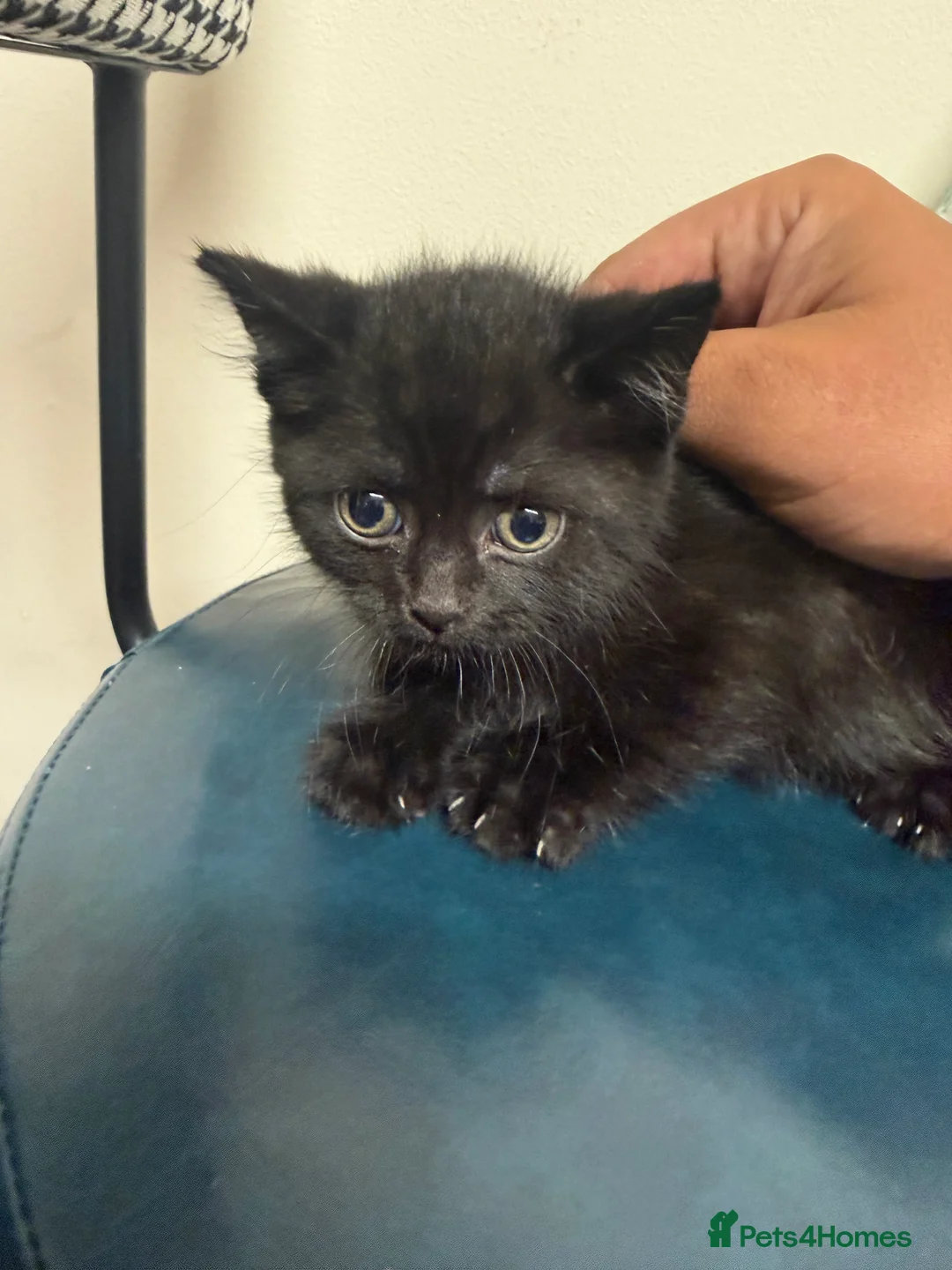 Mixed Breed cats for sale: 3 Black kittens in Wellingborough - Advert 10