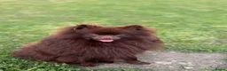 Pomeranian dogs for sale: 🐾 affectionate 2year old chocolate Pomeranian 🐾 - Advert 1