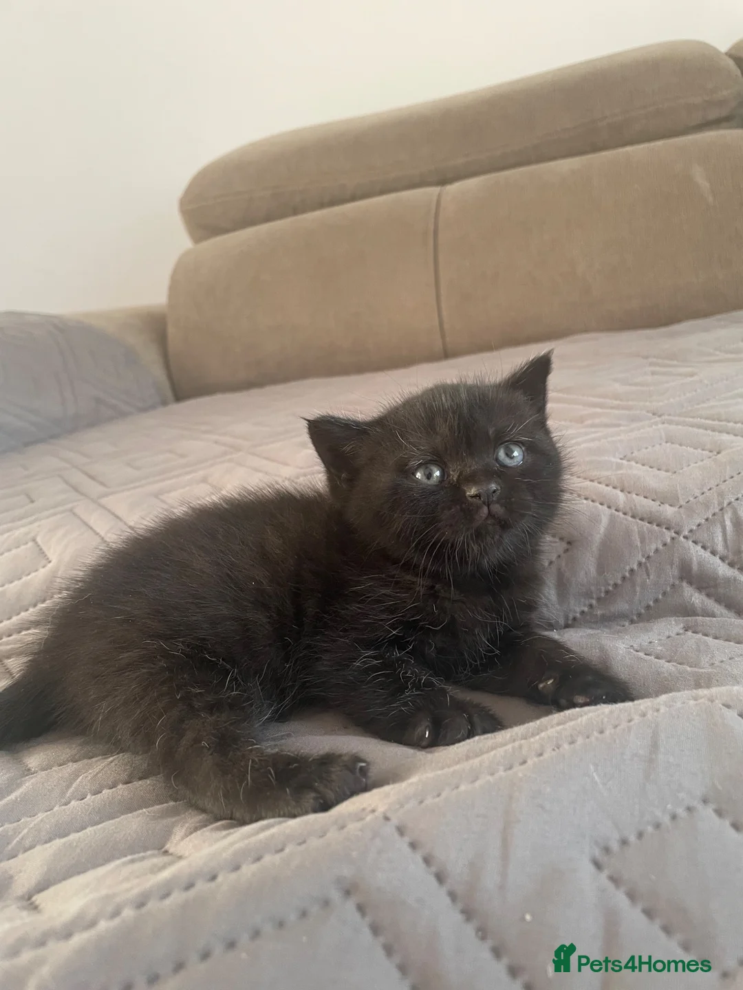 British Shorthair cats for sale: Pedigree British shorthair kittens for sale  - Advert 16