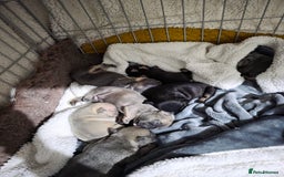 French Bulldog dogs for sale: French dog for sale  - Image 20