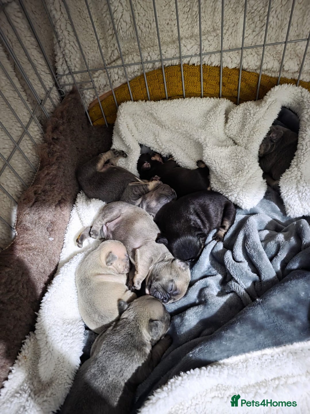 French Bulldog dogs for sale: French dog for sale  - Image 20