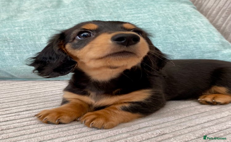 Miniature Dachshund dogs - Advert 2