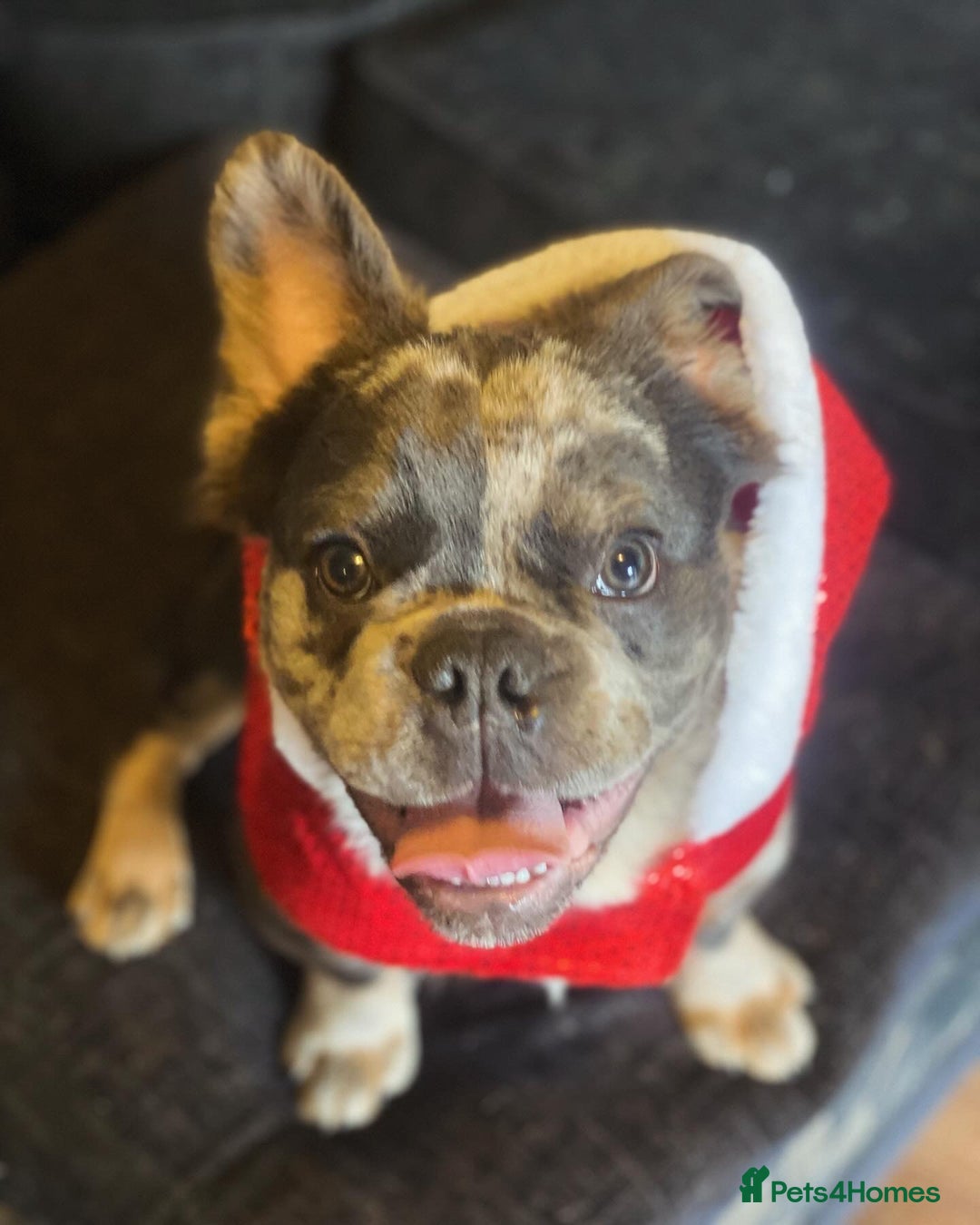 French Bulldog dogs for sale: Stunning fluffy Frenchie boys - Image 2
