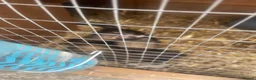 Ferret rodents for sale: 2 female kitts 3months old - Advert 4