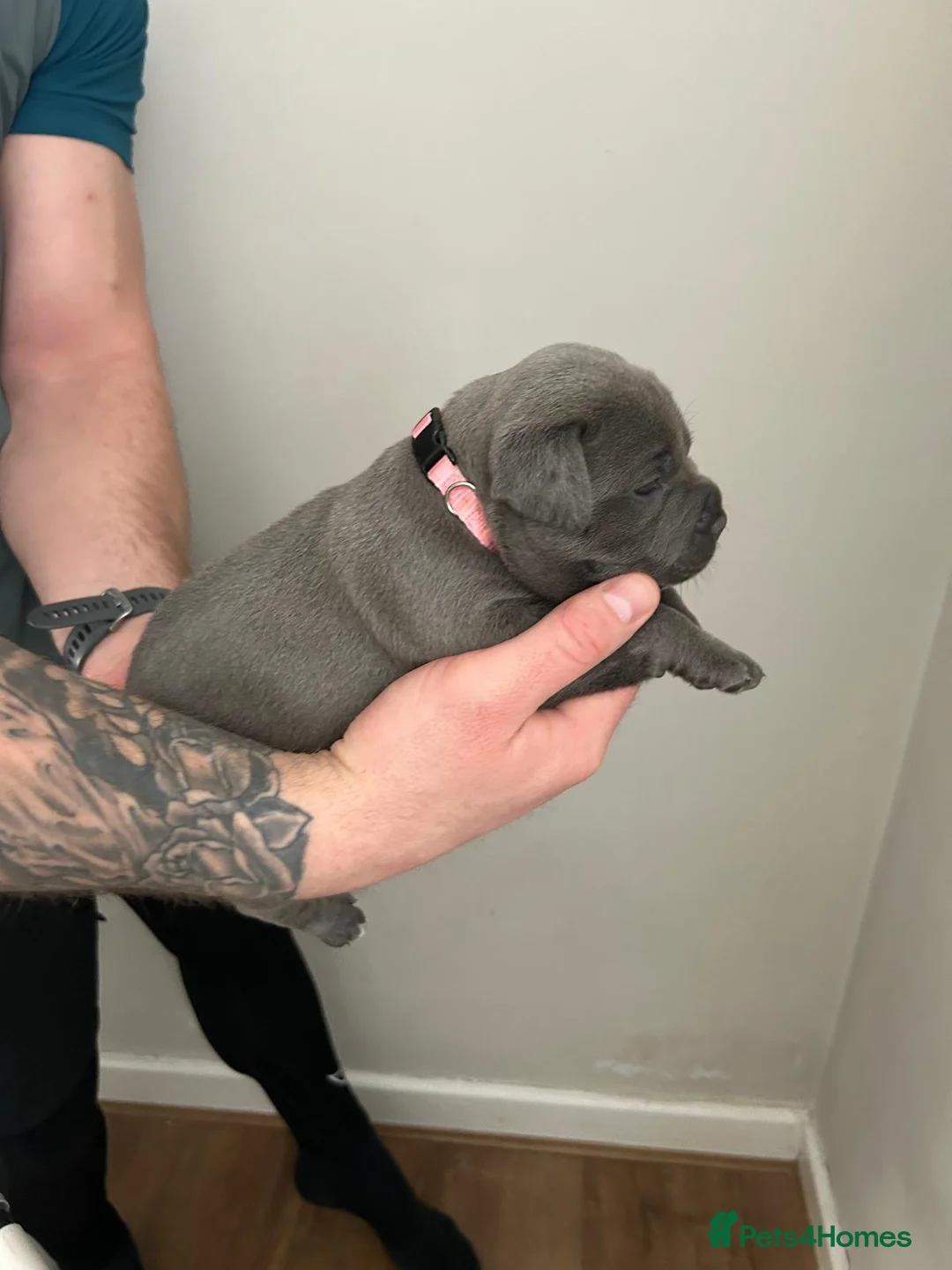 Staffordshire Bull Terrier dogs for sale: Staffordshire bull terrier  dogs blue staffs  - Advert 11