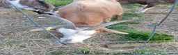 Goats livestock for sale: Two.pigmy goats for.sale in Glastonbury - Advert 3
