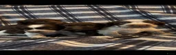 Cocker Spaniel dogs for sale: Cocker Spaniel Puppies - Ready soon 🐾 - Advert 12