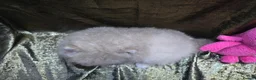 Pomeranian dogs for sale: Merle chocolate blue beaver blue eye puppies - Advert 15