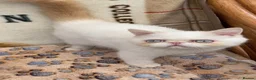 Exotic cats for sale: GCCF Registered Exotic Colour Point Kittens - Advert 5
