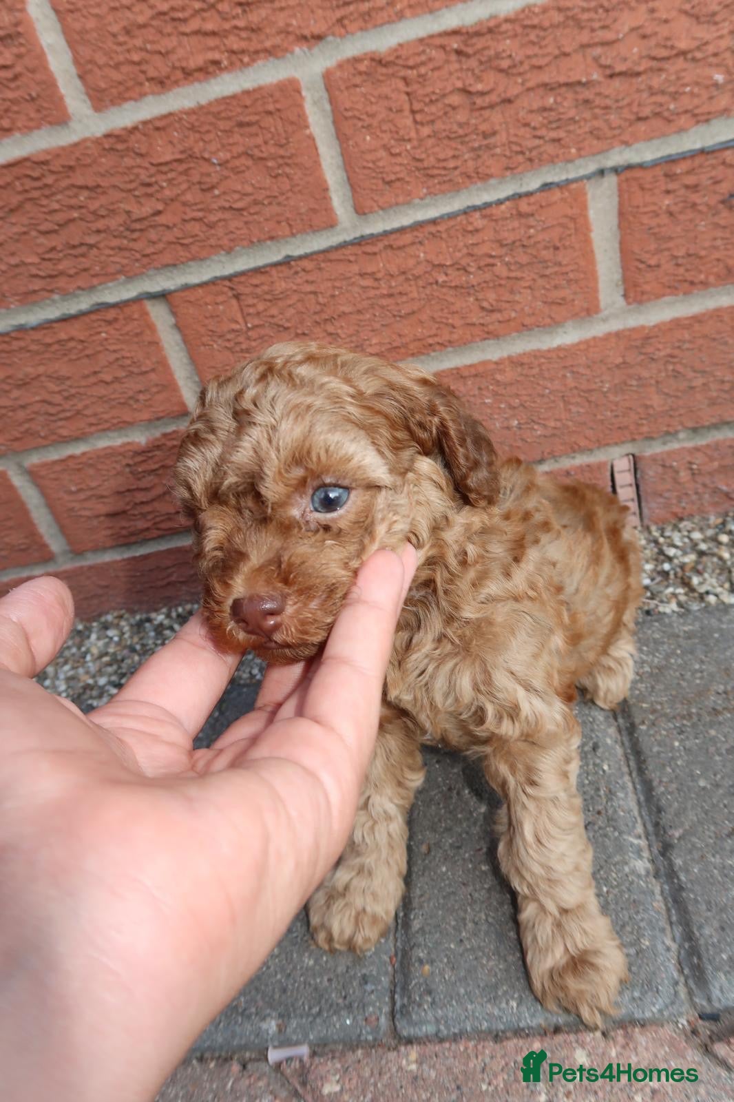 Cockapoo dogs Beautiful cockapoo puppies  - Advert 1