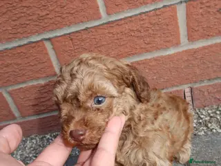 Cockapoo dogs Beautiful cockapoo puppies - Advert 3