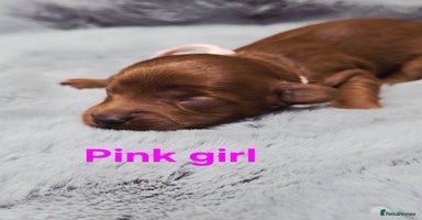 Cavapoo dogs - Advert 3