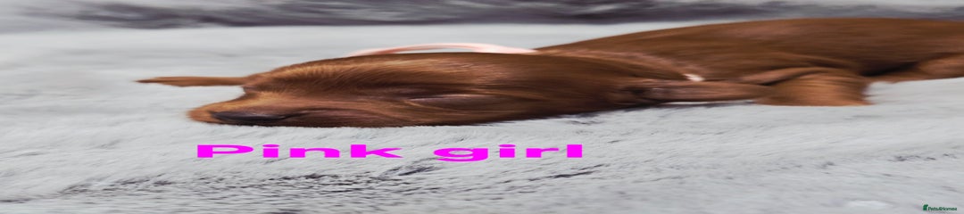 Pink girl