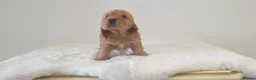 Cocker Spaniel dogs for sale: K.C Show line Cocker Spaniel puppies  - Advert 12