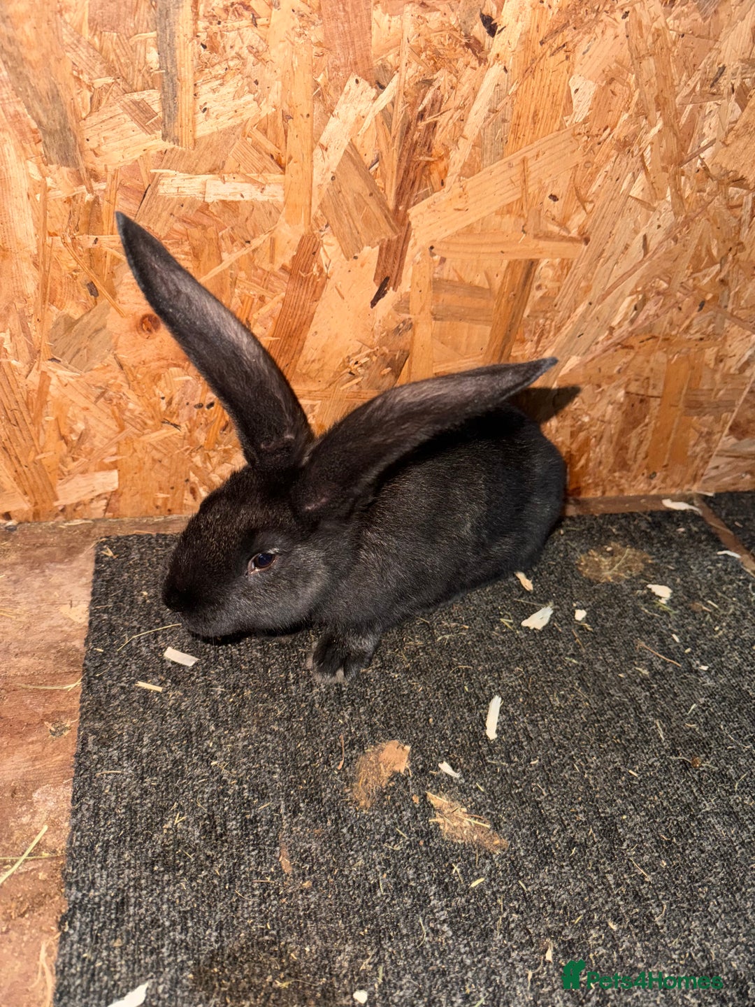 Continental Giant rabbits for sale: 2x Black Pure Giant Continental Bucks  - Image 4