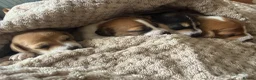Jack Russell dogs for sale: Gorgeous Jack Russell Puppies - Advert 9
