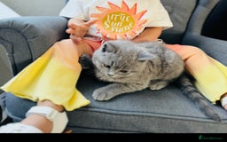 British Shorthair cats for sale: British short hair male and female  - Image 8
