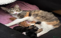Domestic Shorthair cats for sale: 5 beautiful baby’s looking for forever homes - Image 3
