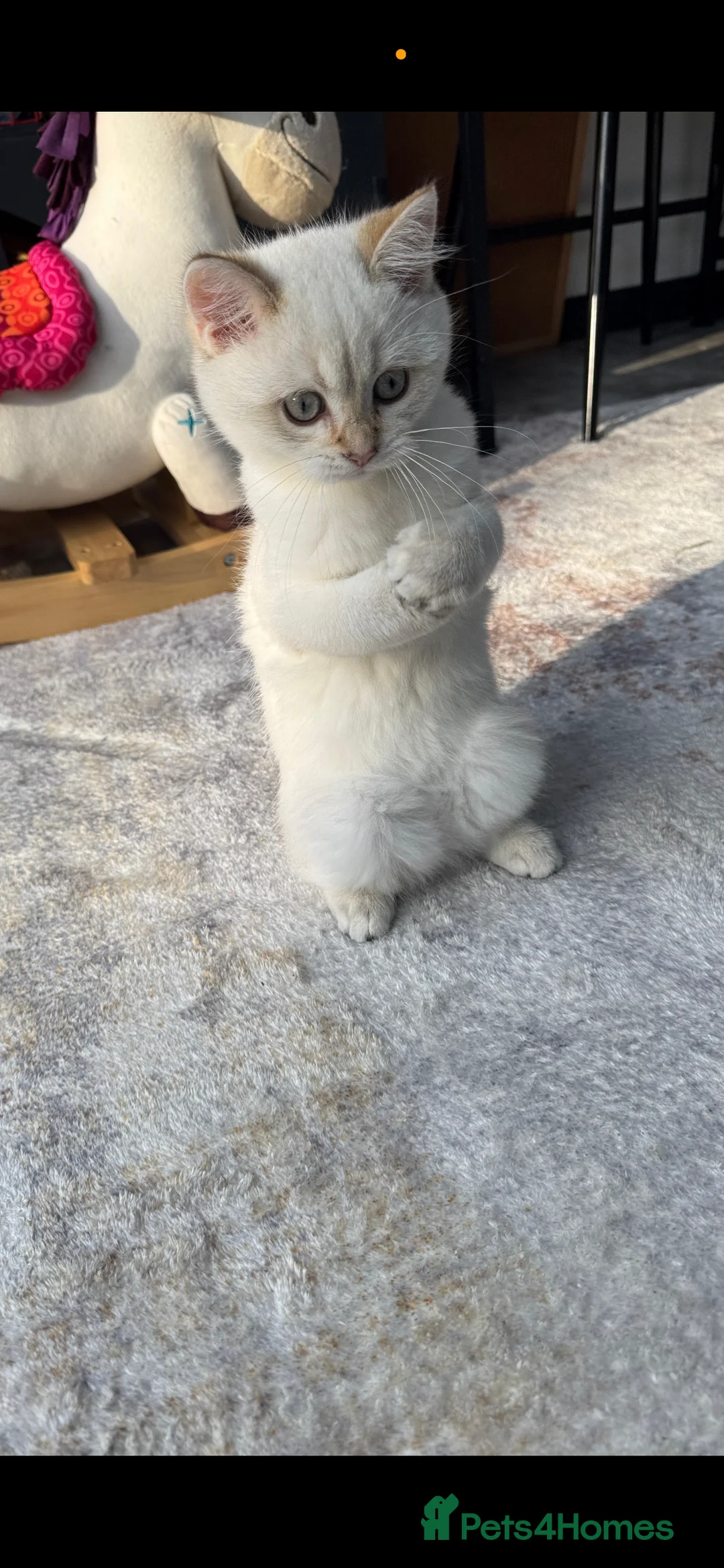 British Shorthair cats for sale: GCCF Silver White Chinchilla British Shorthair - Advert 3