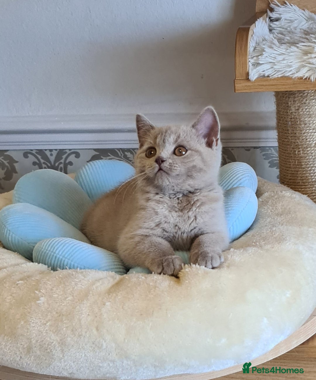 British Shorthair cats for sale: GCCF Lilac Blue & Bicolor quality BSH kittens  - Image 5